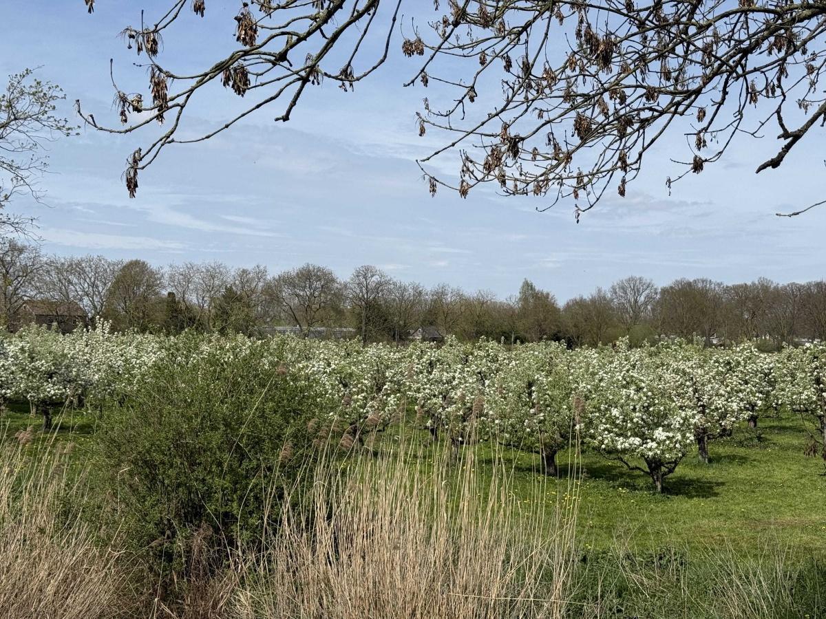 Fruitgaarden vol bloesem