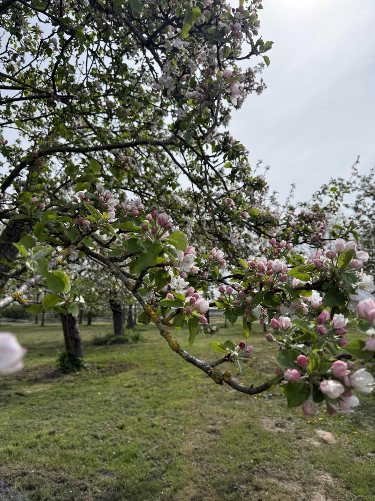 Appelbloesem