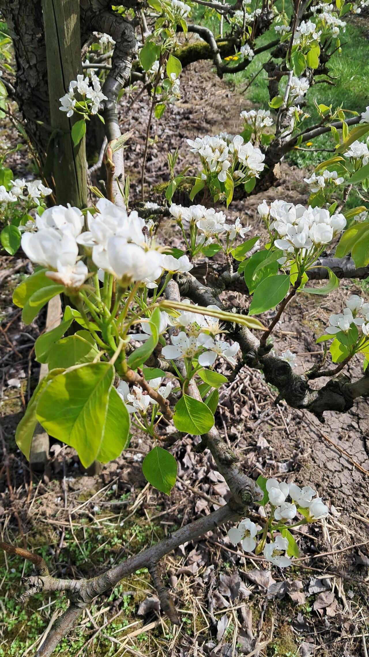 Bloesem Zoelen - 96033185-67004593