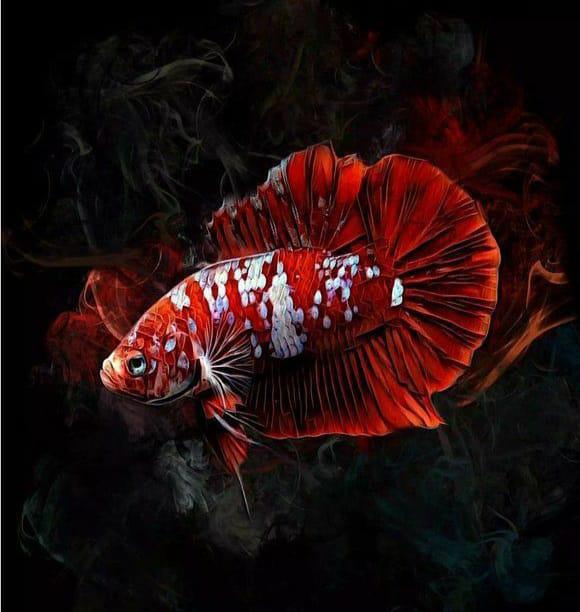 Pangsapuri Betta Fish