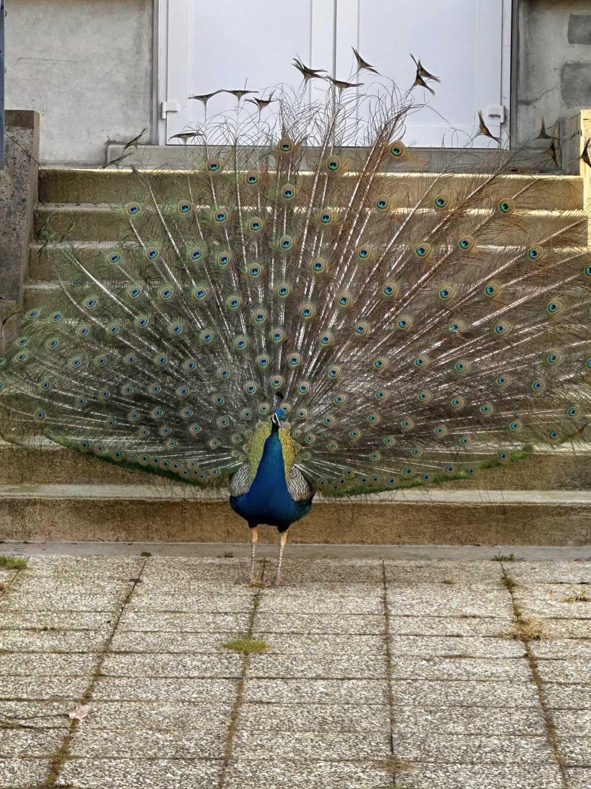 Visite et point Bleu à Georges Clemenceau Visite et point Bleu à Georges Clemenceau