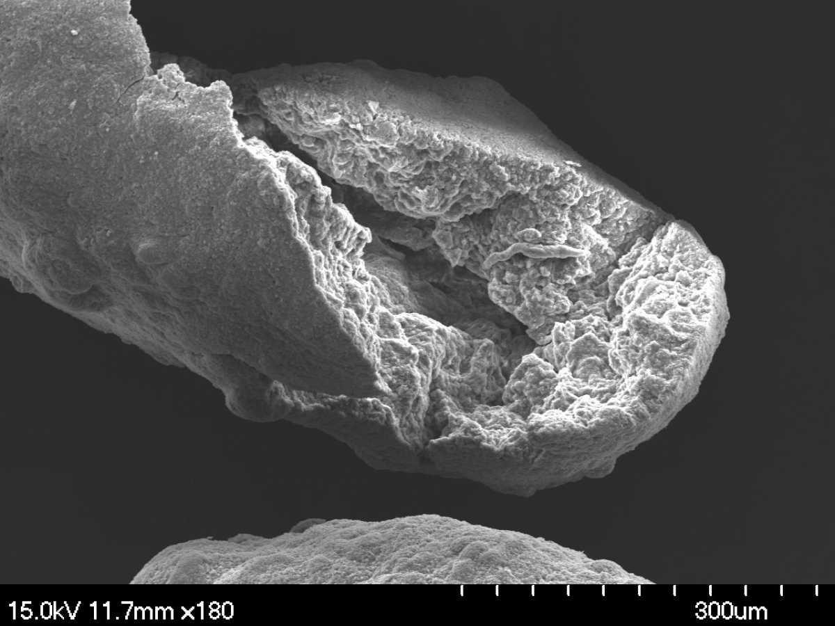 Conférence scientifique de Monsieur Julien Vincent, ingénieur et doctorant, le vendredi 6 janvier 2023 , sur "la modélisation mathématique des Biofilms"