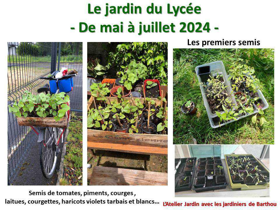 Un petit tour au jardin du lycée : le jardin de mai à juillet 2024