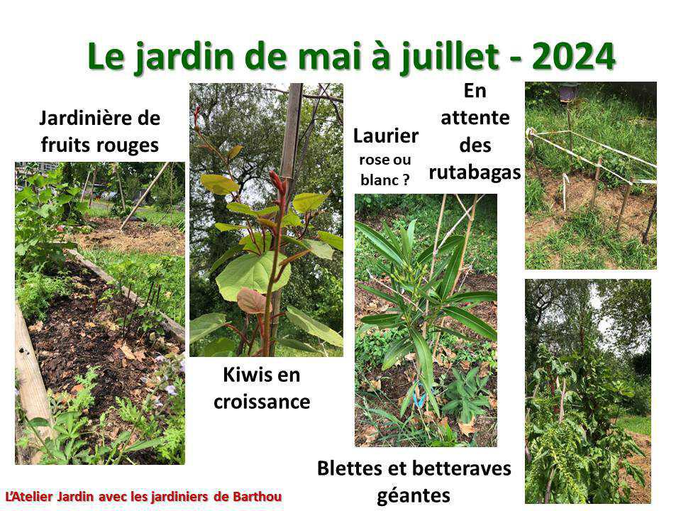 Un petit tour au jardin du lycée : le jardin de mai à juillet 2024