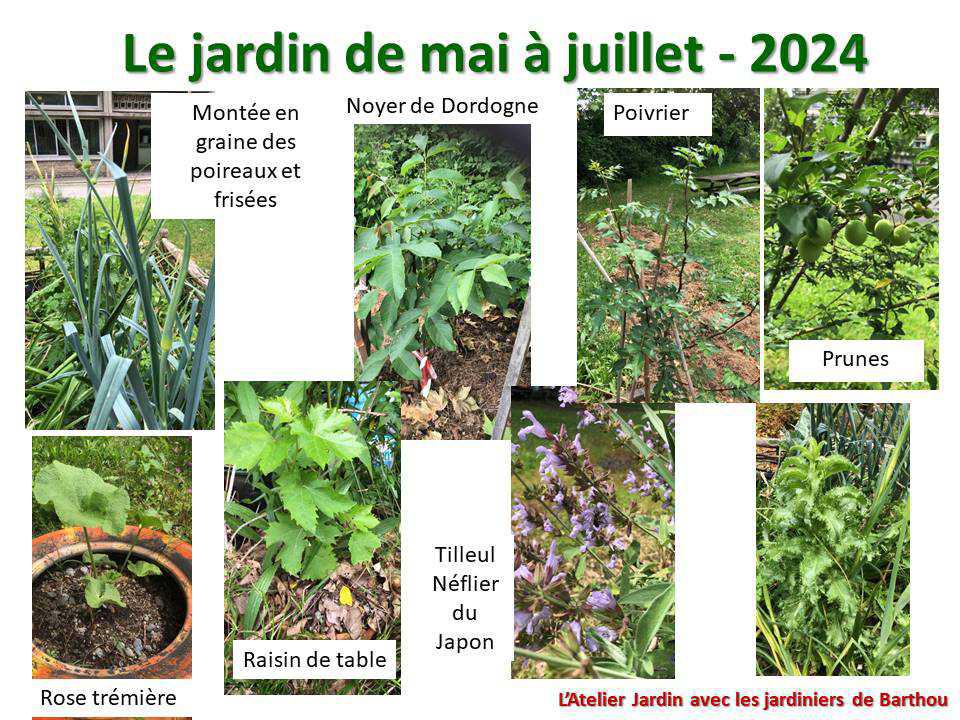 Un petit tour au jardin du lycée : le jardin de mai à juillet 2024