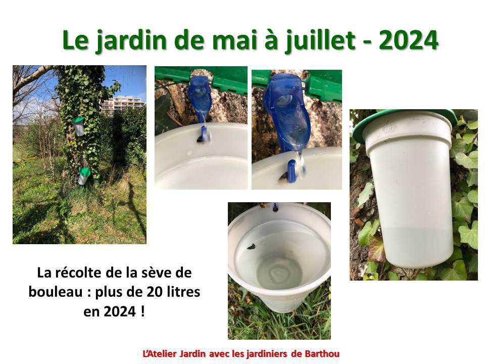 Un petit tour au jardin du lycée : le jardin de mai à juillet 2024