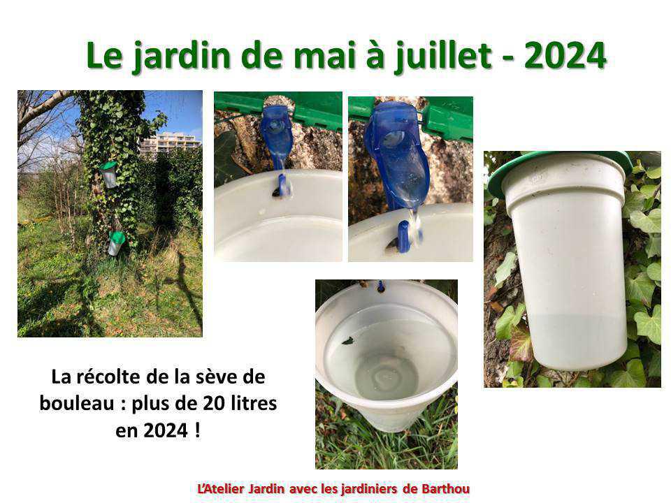 Un petit tour au jardin du lycée : le jardin de mai à juillet 2024 Un petit tour au jardin du lycée : le jardin de mai à juillet 2024