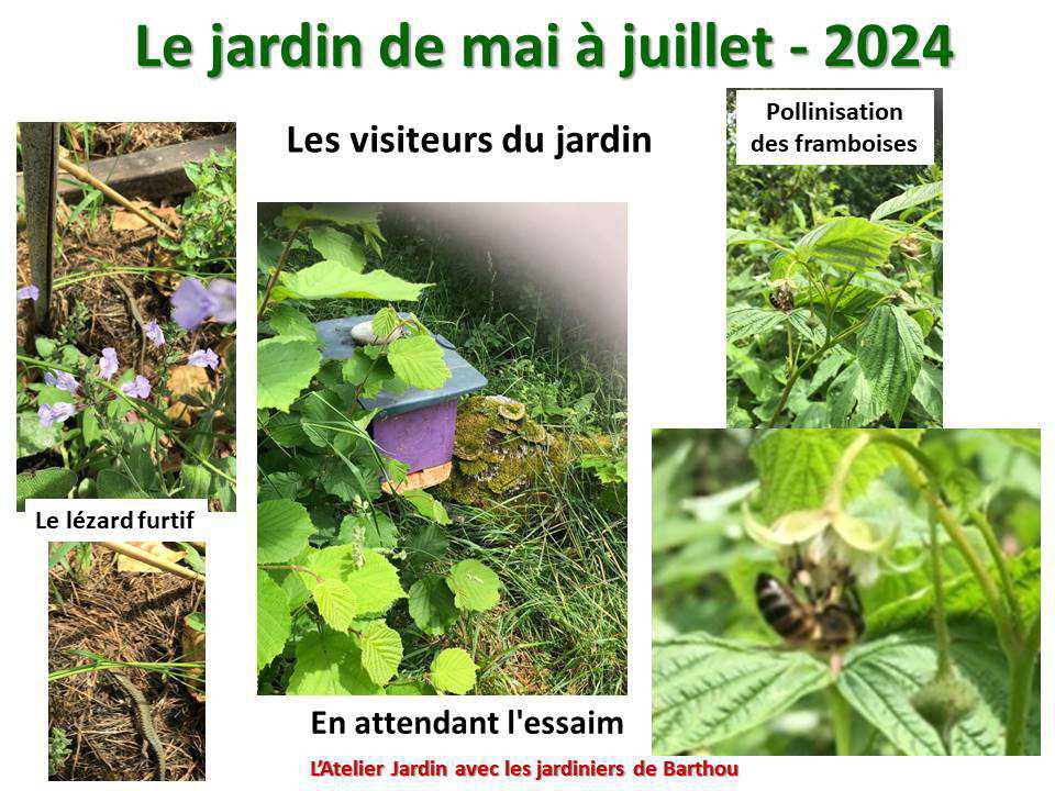 Un petit tour au jardin du lycée : le jardin de mai à juillet 2024