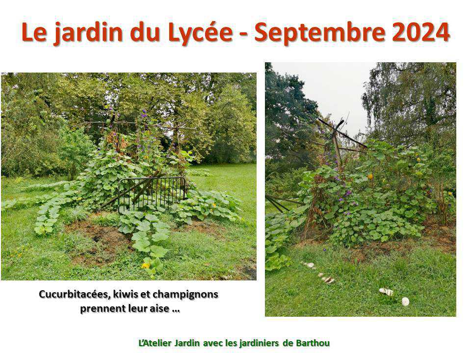 Un petit tour au jardin du lycée : le jardin de septembre - 2024