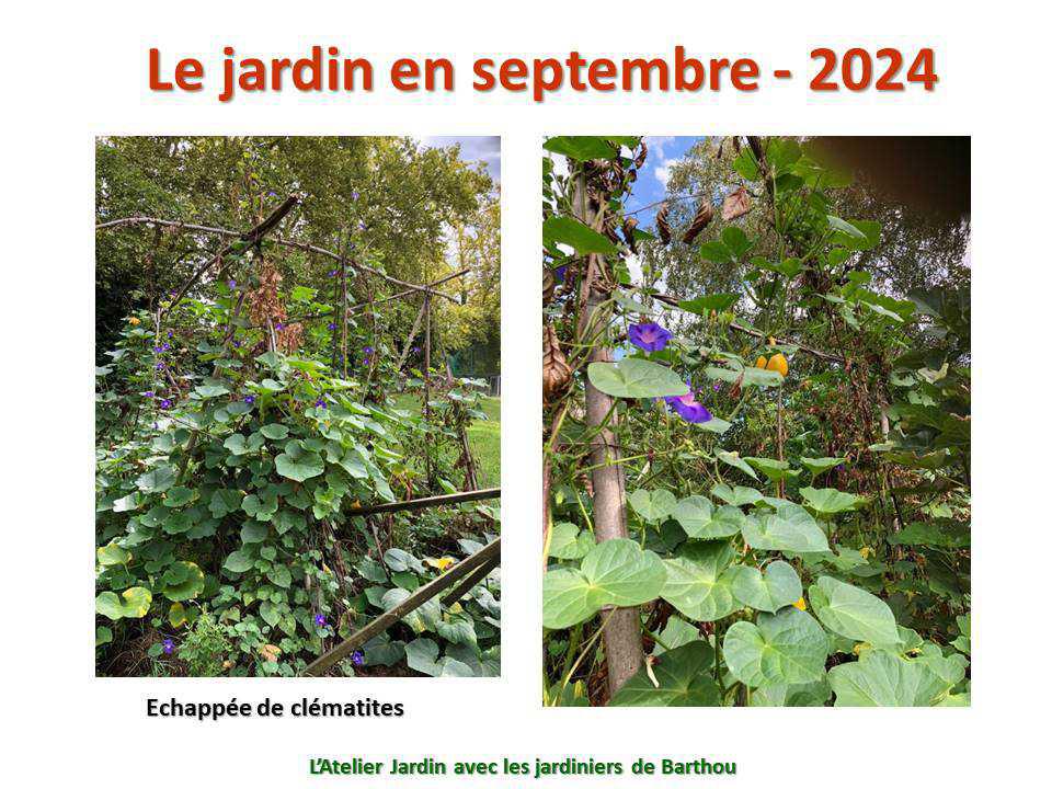 Un petit tour au jardin du lycée : le jardin de septembre - 2024