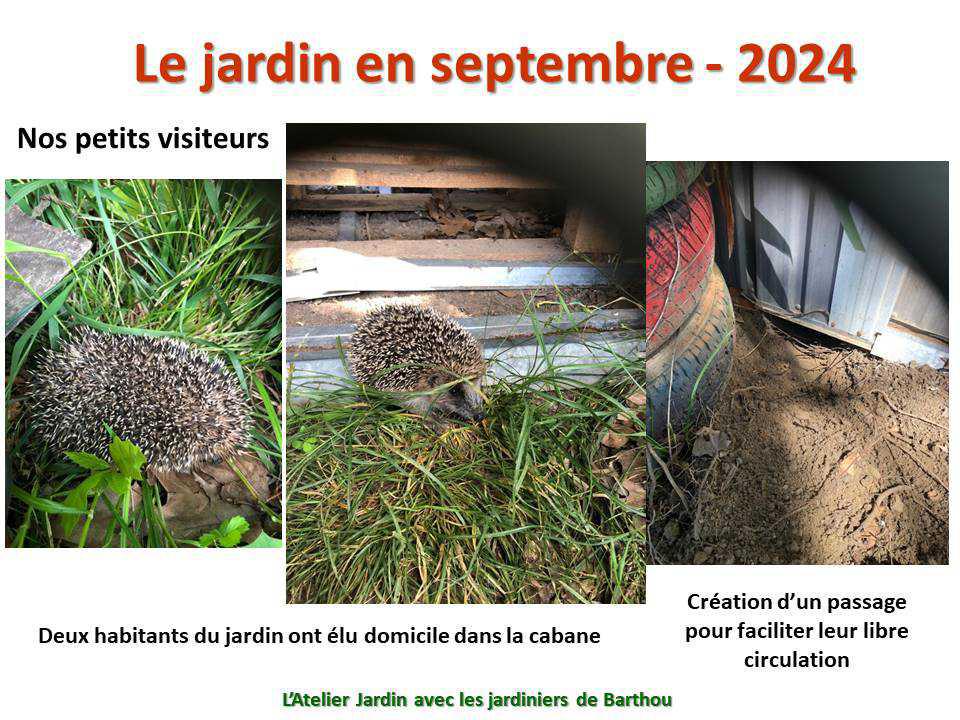 Un petit tour au jardin du lycée : le jardin de septembre - 2024