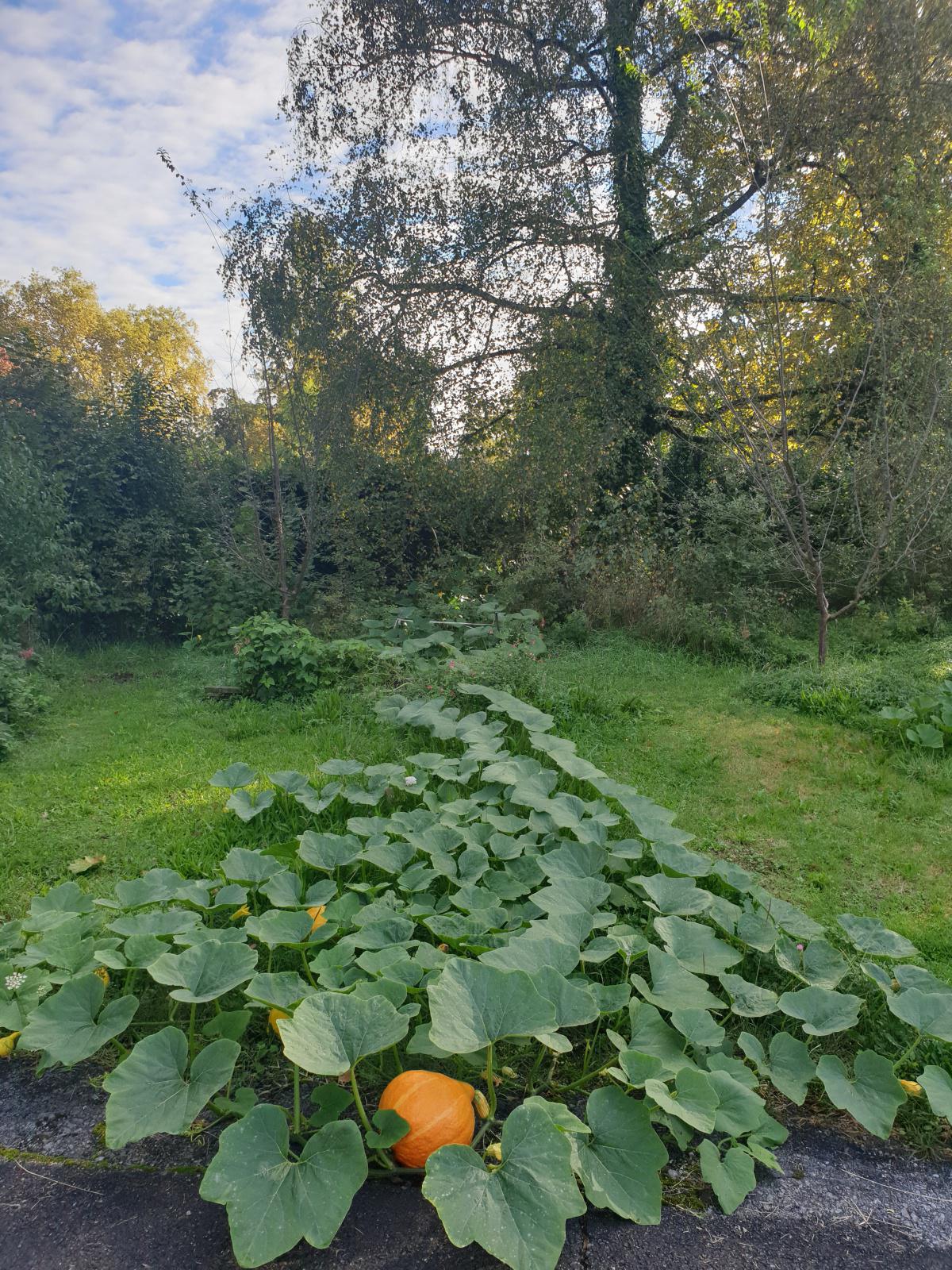 Un petit tour au jardin du lycée : le jardin de septembre - 2024