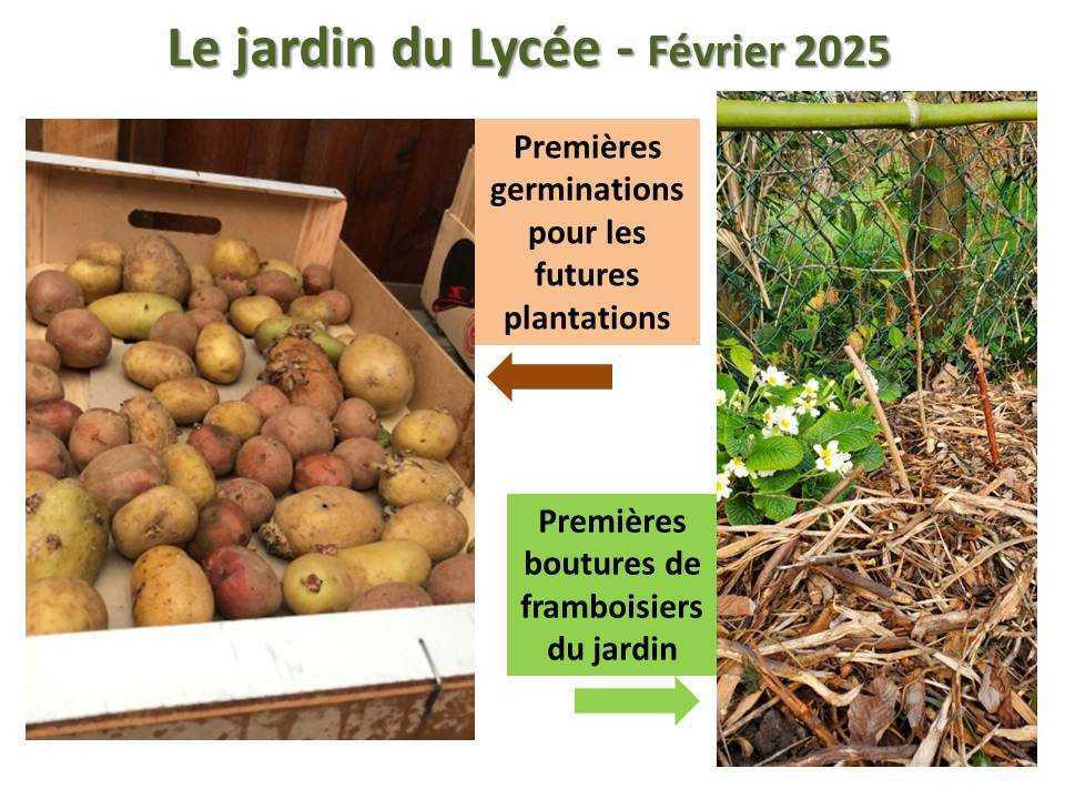 Le jardin du lycée de janvier à mars 2025