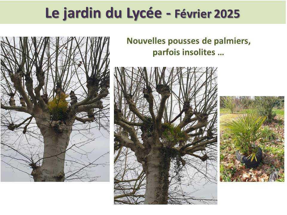 Le jardin du lycée de janvier à mars 2025