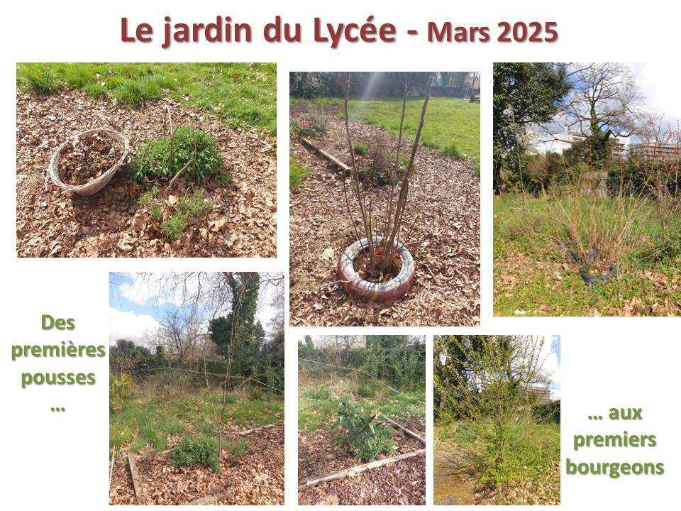 Le jardin du lycée de janvier à mars 2025