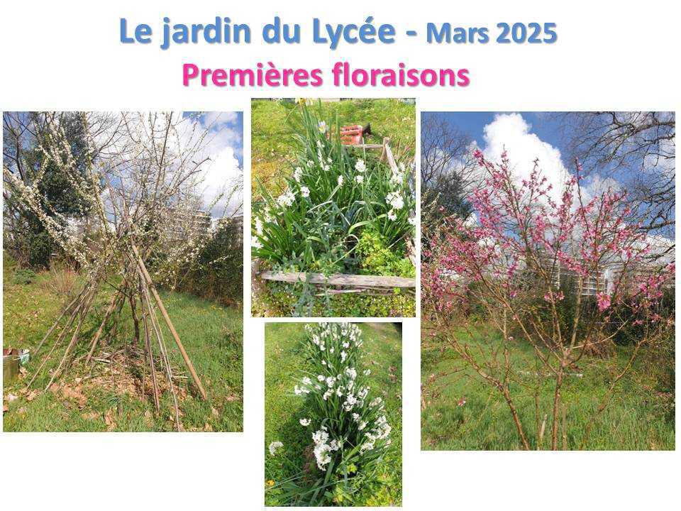 Le jardin du lycée de janvier à mars 2025