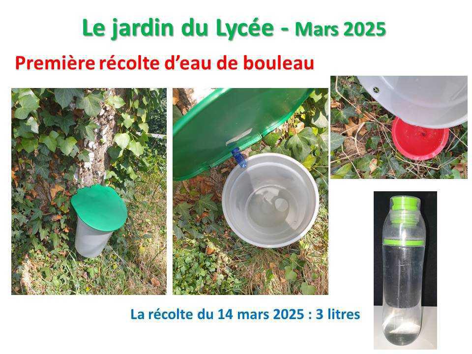 Le jardin du lycée de janvier à mars 2025