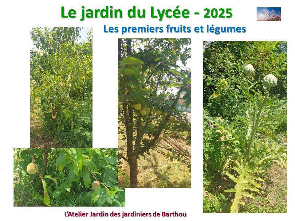 Un petit tour au jardin du lycée en 2025