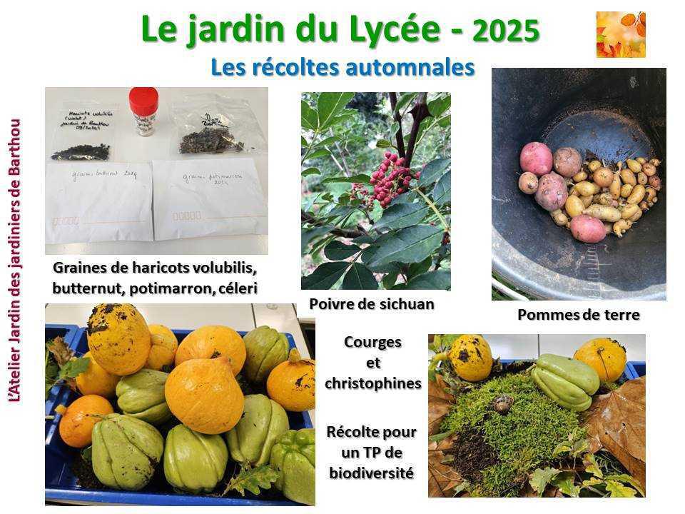 Un petit tour au jardin du lycée en 2025 Un petit tour au jardin du lycée en 2025