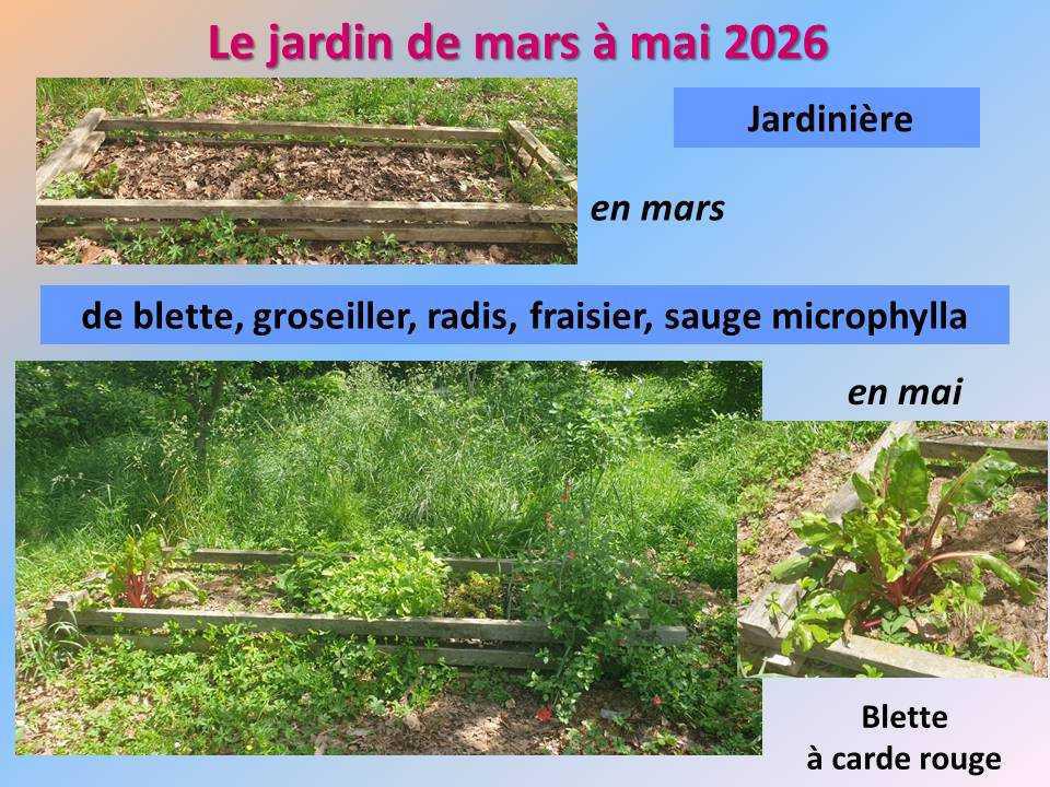 Le jardin potager du lycée de mars à mai 2026