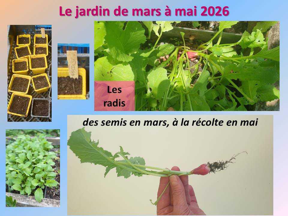 Le jardin potager du lycée de mars à mai 2026