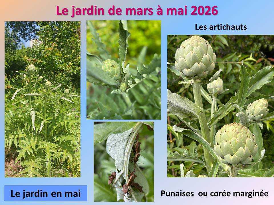 Le jardin potager du lycée de mars à mai 2026