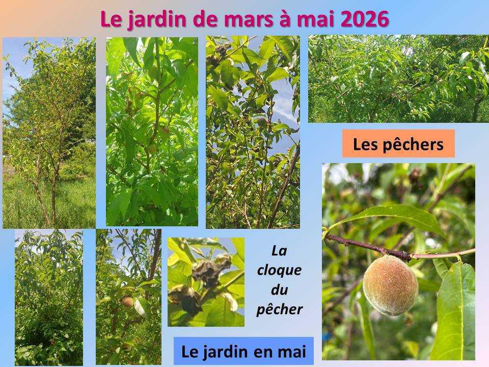 Le jardin potager du lycée de mars à mai 2026