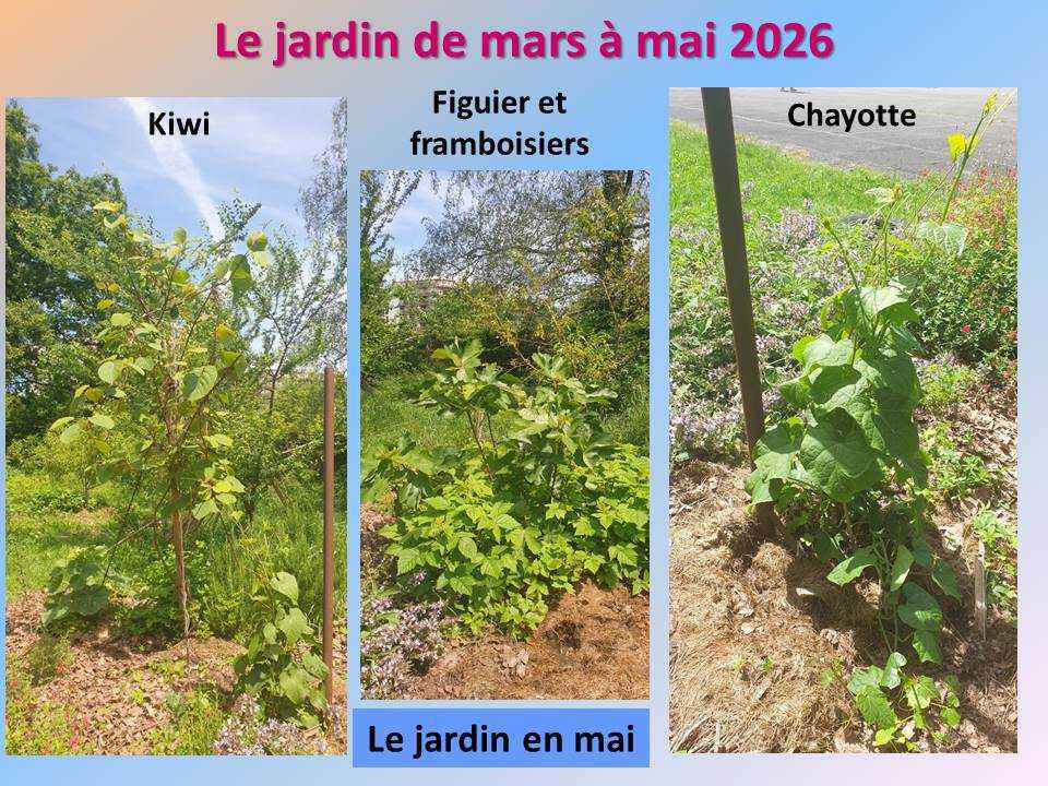 Le jardin potager du lycée de mars à mai 2026 Le jardin potager du lycée de mars à mai 2026