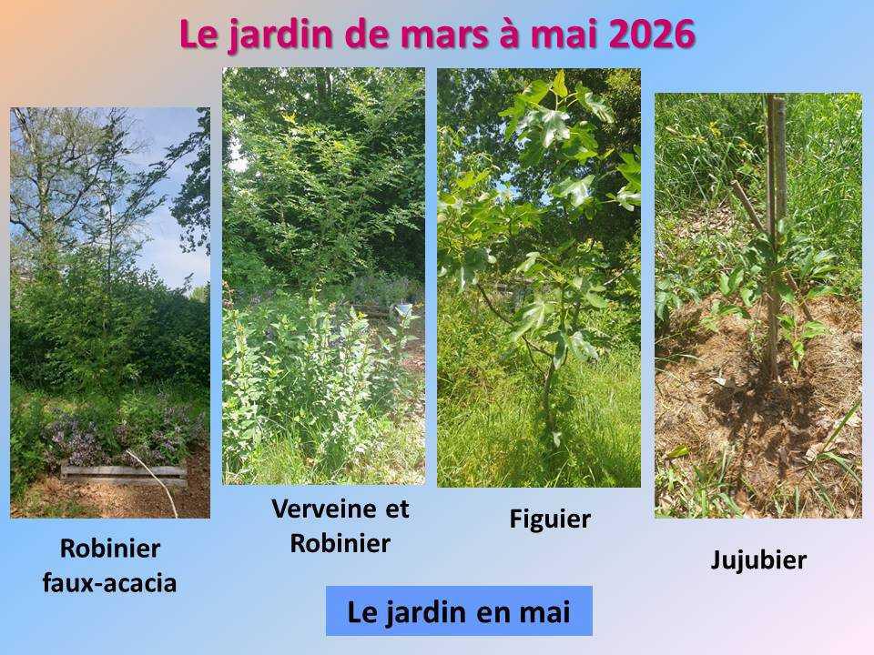 Le jardin potager du lycée de mars à mai 2026 Le jardin potager du lycée de mars à mai 2026