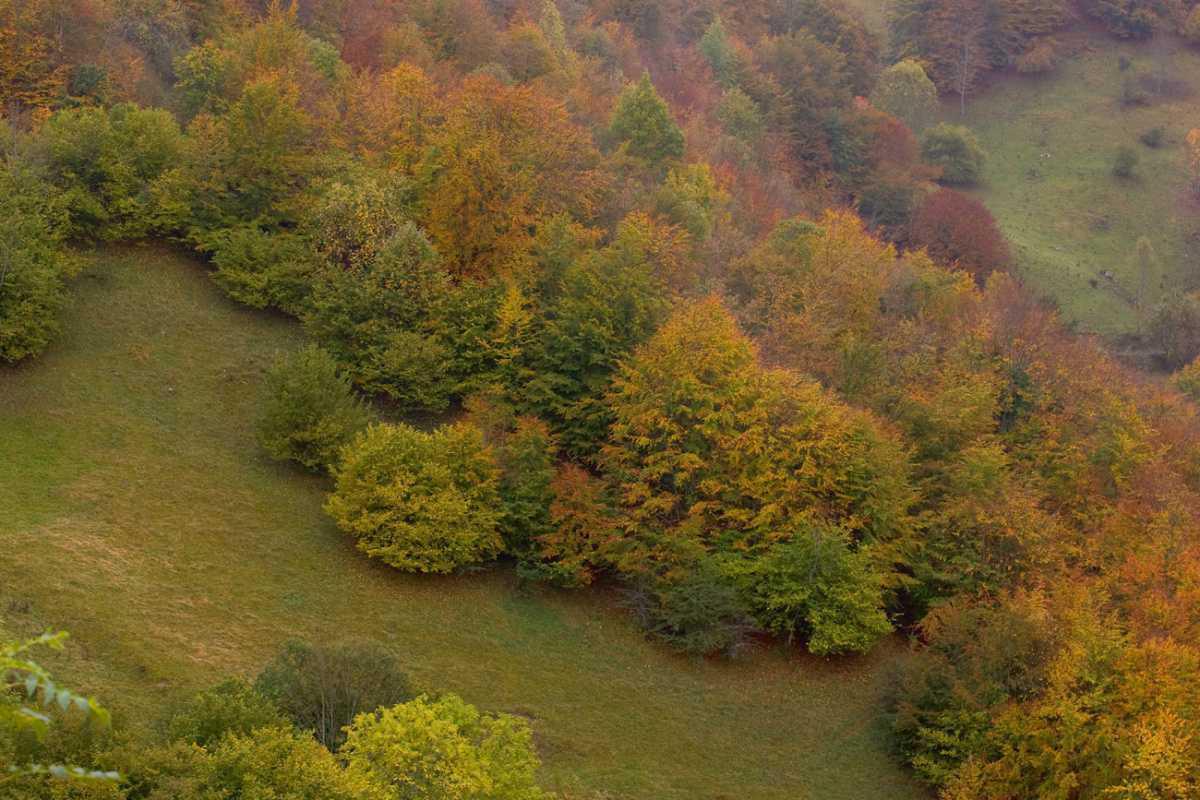 Los orígenes de la conservación de la naturaleza en España Los orígenes de la conservación de la naturaleza en España