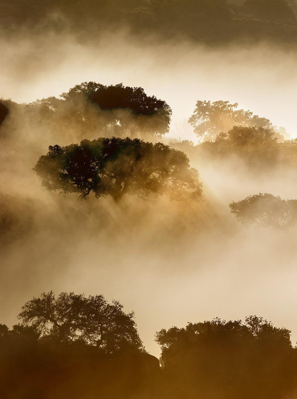 Los orígenes de la conservación de la naturaleza en España Los orígenes de la conservación de la naturaleza en España