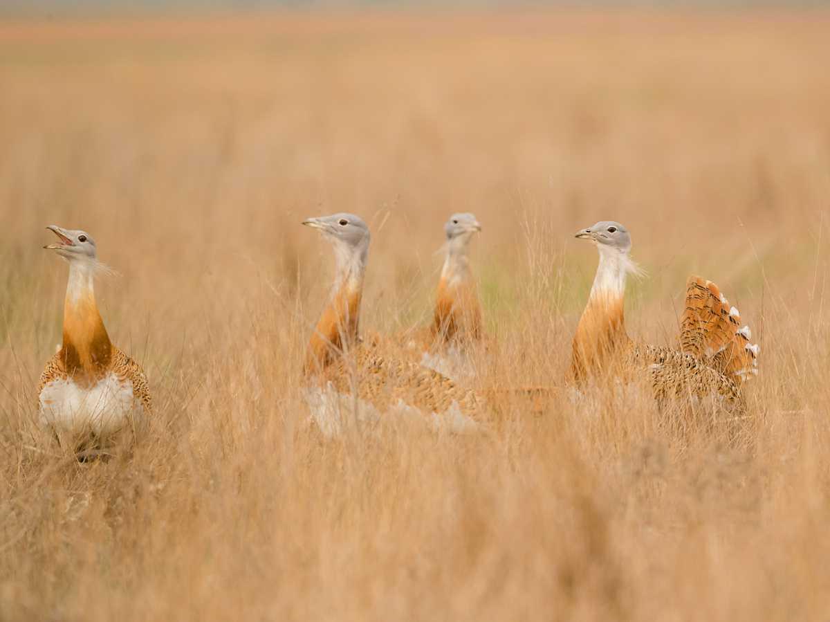 La nueva visión de la conservación de la naturaleza en el marco nacional