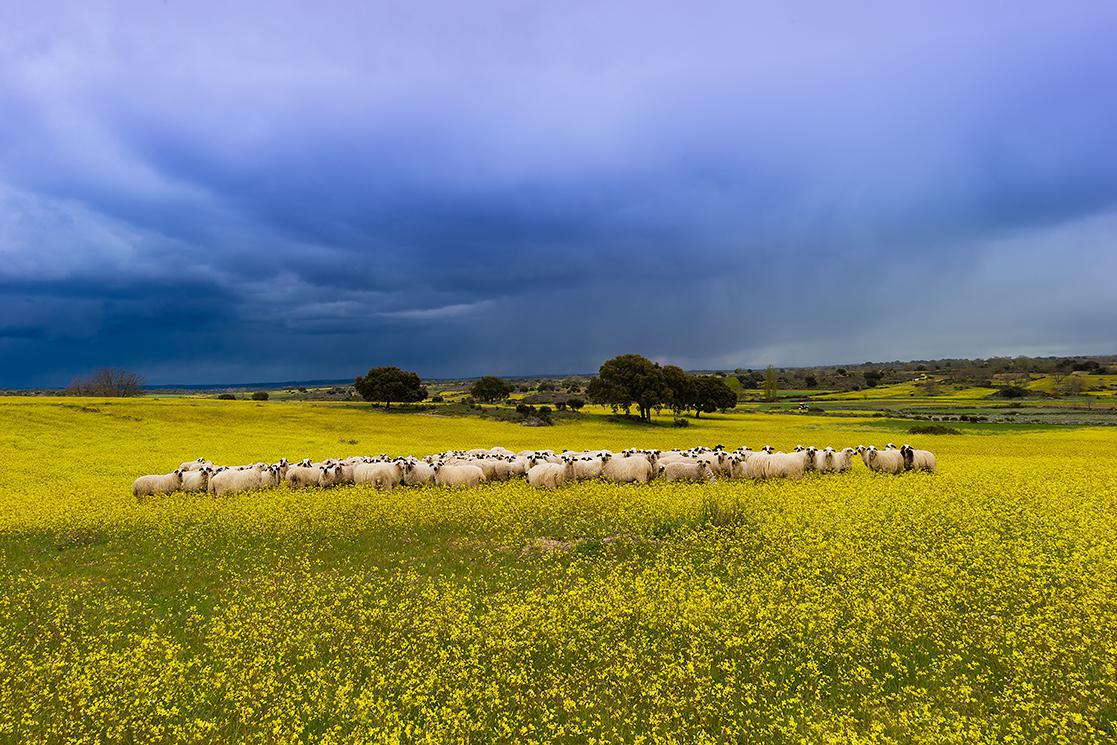 La gestión de los espacios naturales: un modelo de conservación y desarrollo sostenible