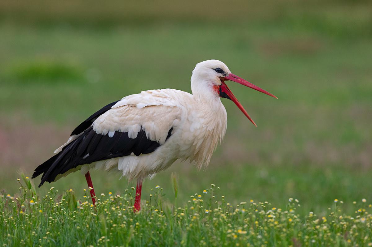 La Red Natura 2000 y los nuevos enfoques en la gestión de la biodiversidad