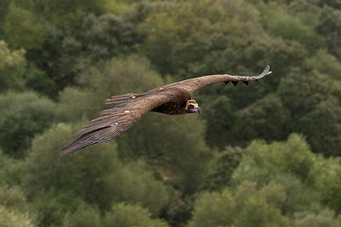 El estado autonómico y la conservación de la naturaleza en Castilla y León