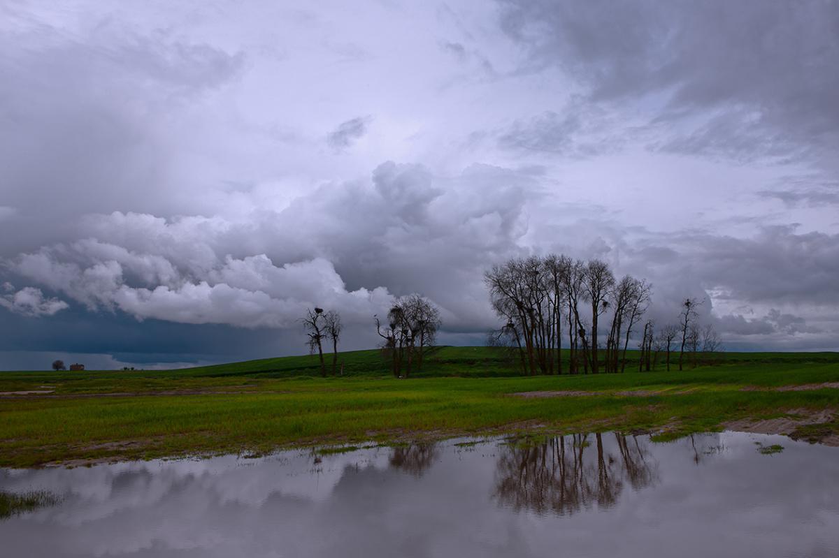 El estado autonómico y la conservación de la naturaleza en Castilla y León El estado autonómico y la conservación de la naturaleza en Castilla y León