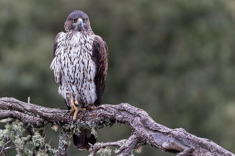 El estado autonómico y la conservación de la naturaleza en Castilla y León