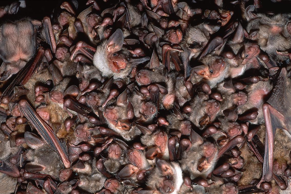 El estado autonómico y la conservación de la naturaleza en Castilla y León El estado autonómico y la conservación de la naturaleza en Castilla y León