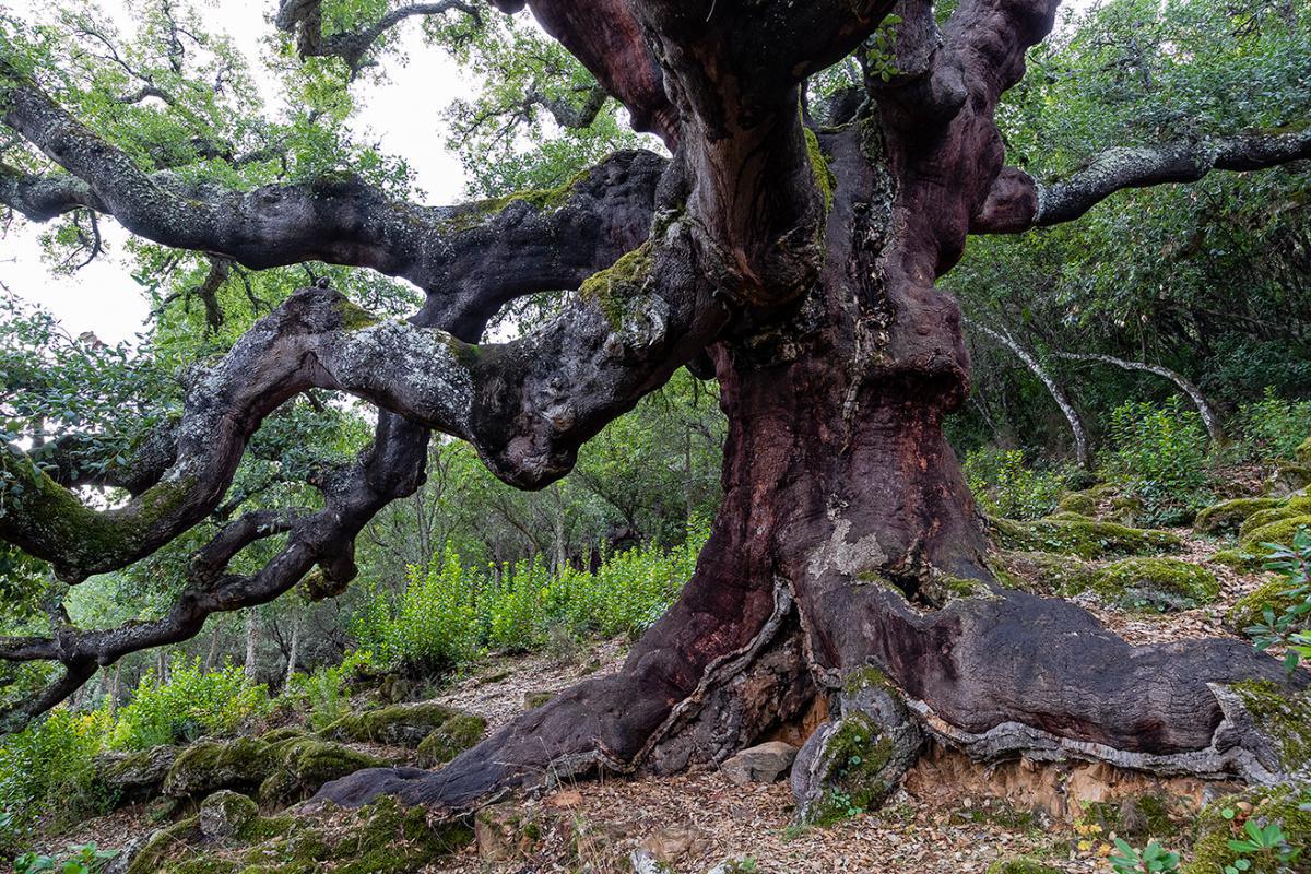 Un largo proceso de planificación y declaración regional Un largo proceso de planificación y declaración regional