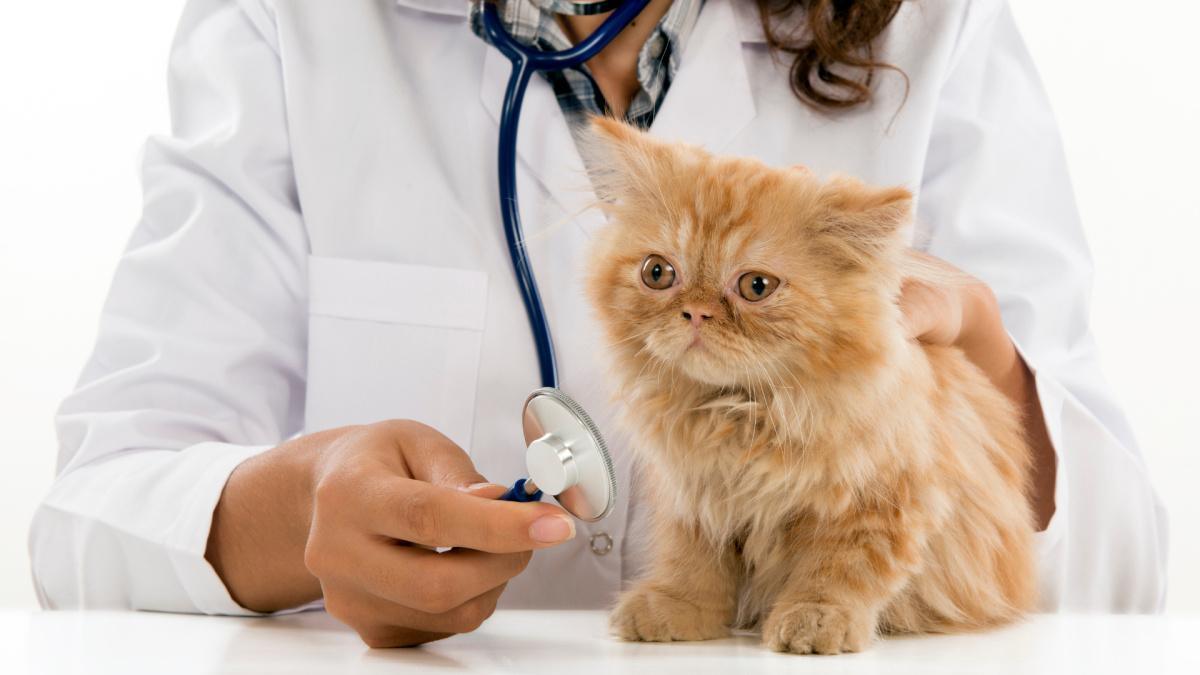 Reparto veterinario Reparto veterinario