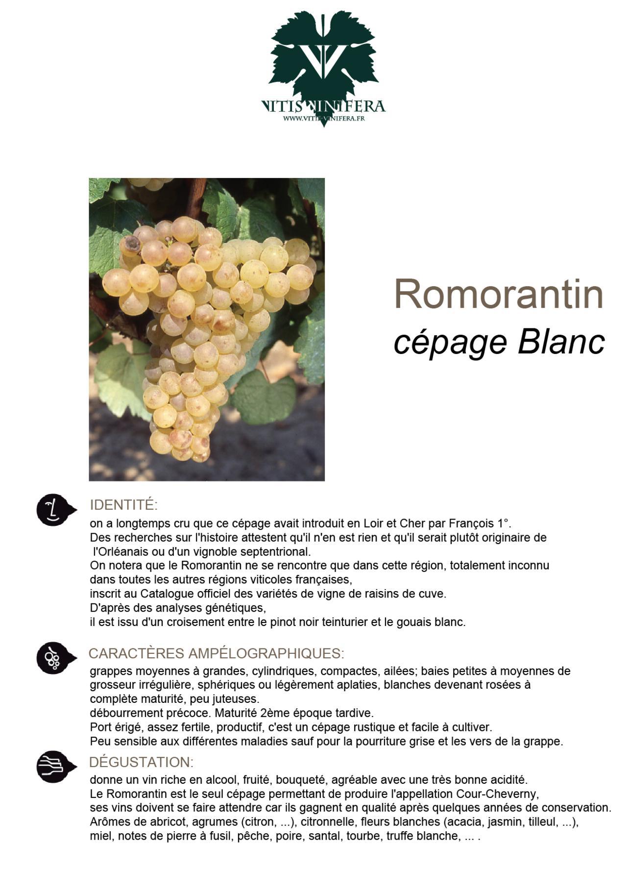 CÉPAGE - ROMORANTIN