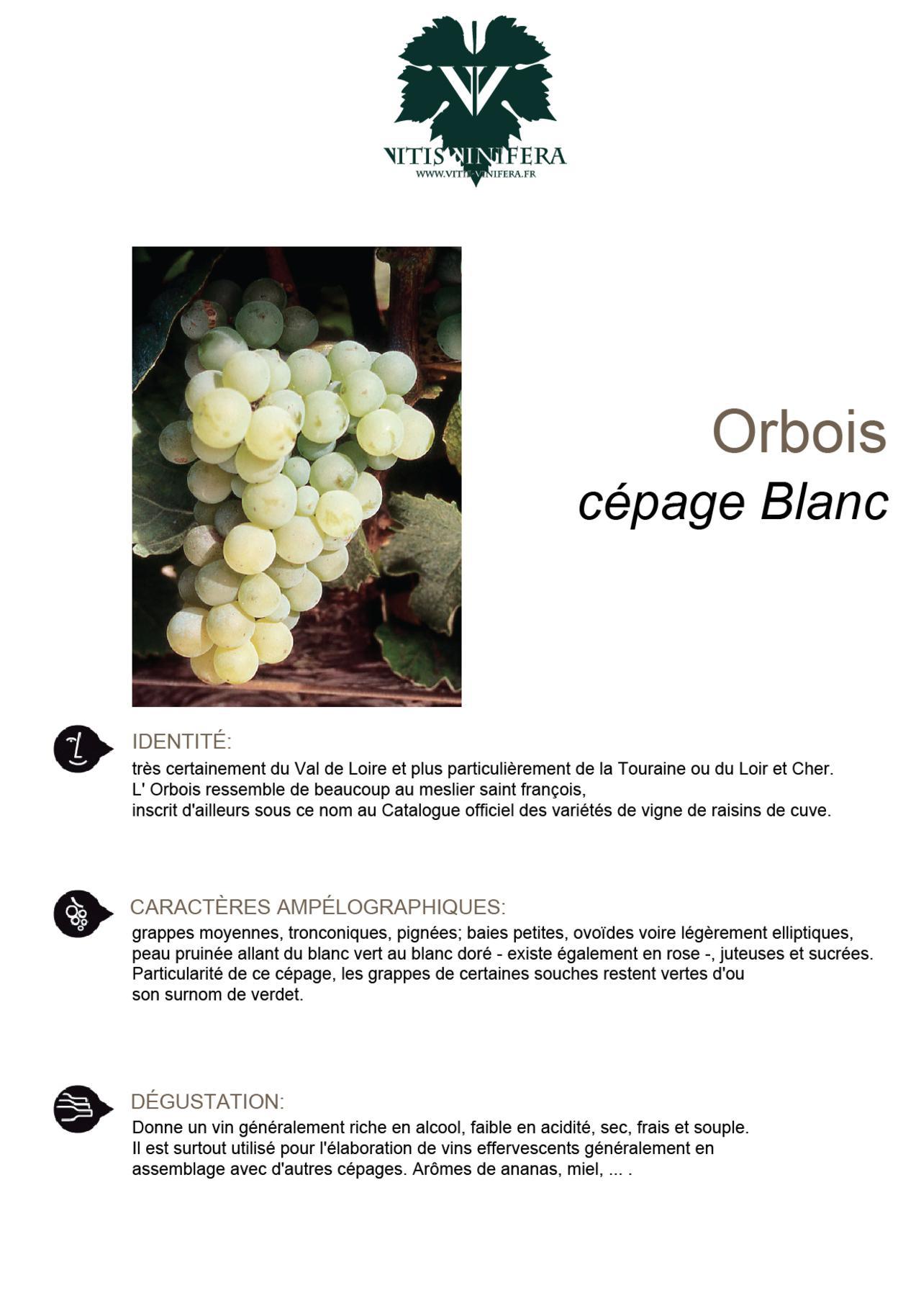 CÉPAGE - ORBOIS