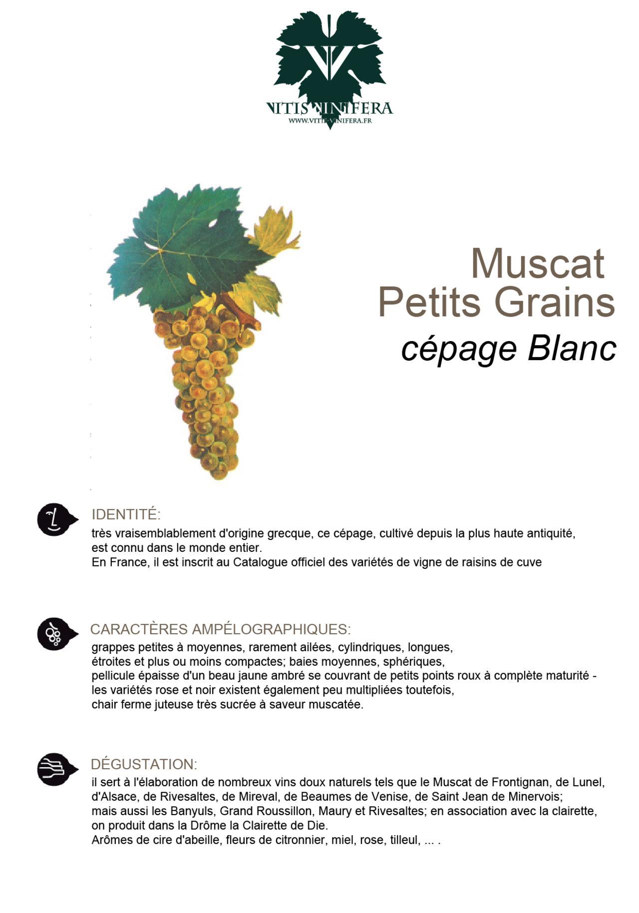 CÉPAGE - MUSCAT PETITS GRAINS