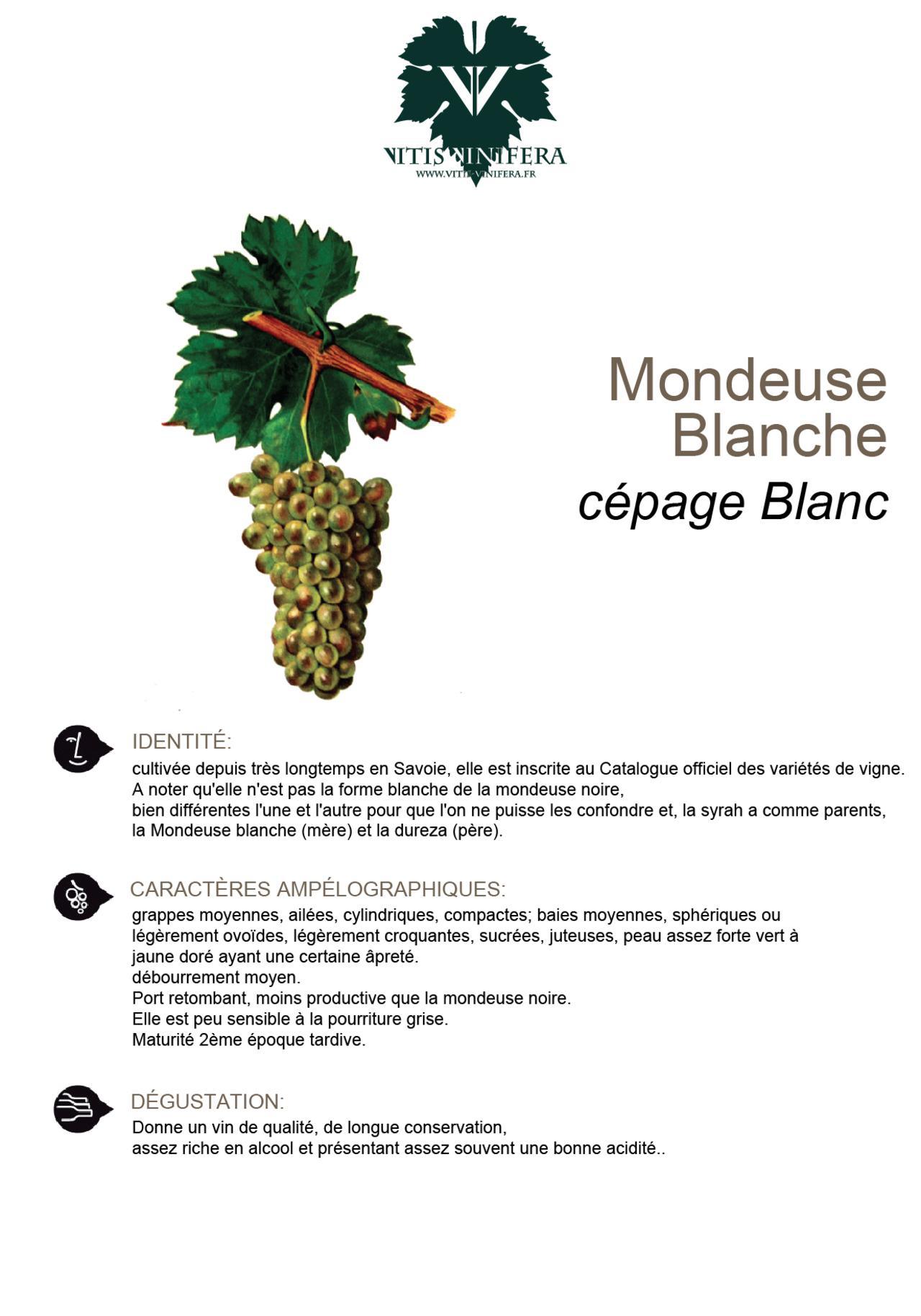 CÉPAGE - MONDEUSE BLANCHE