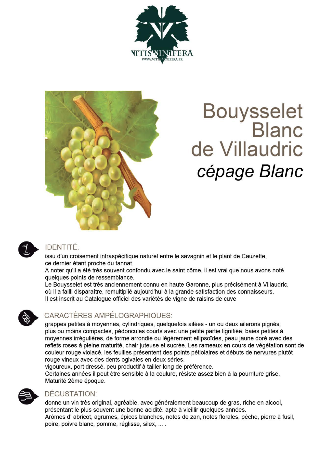 CÉPAGE - BOUYSSELET