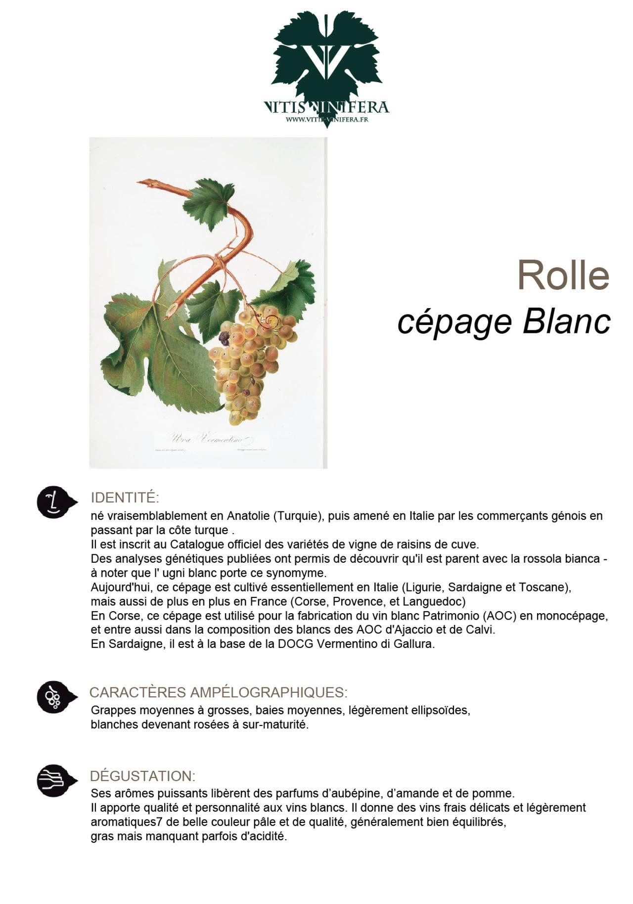 CÉPAGE - ROLLE