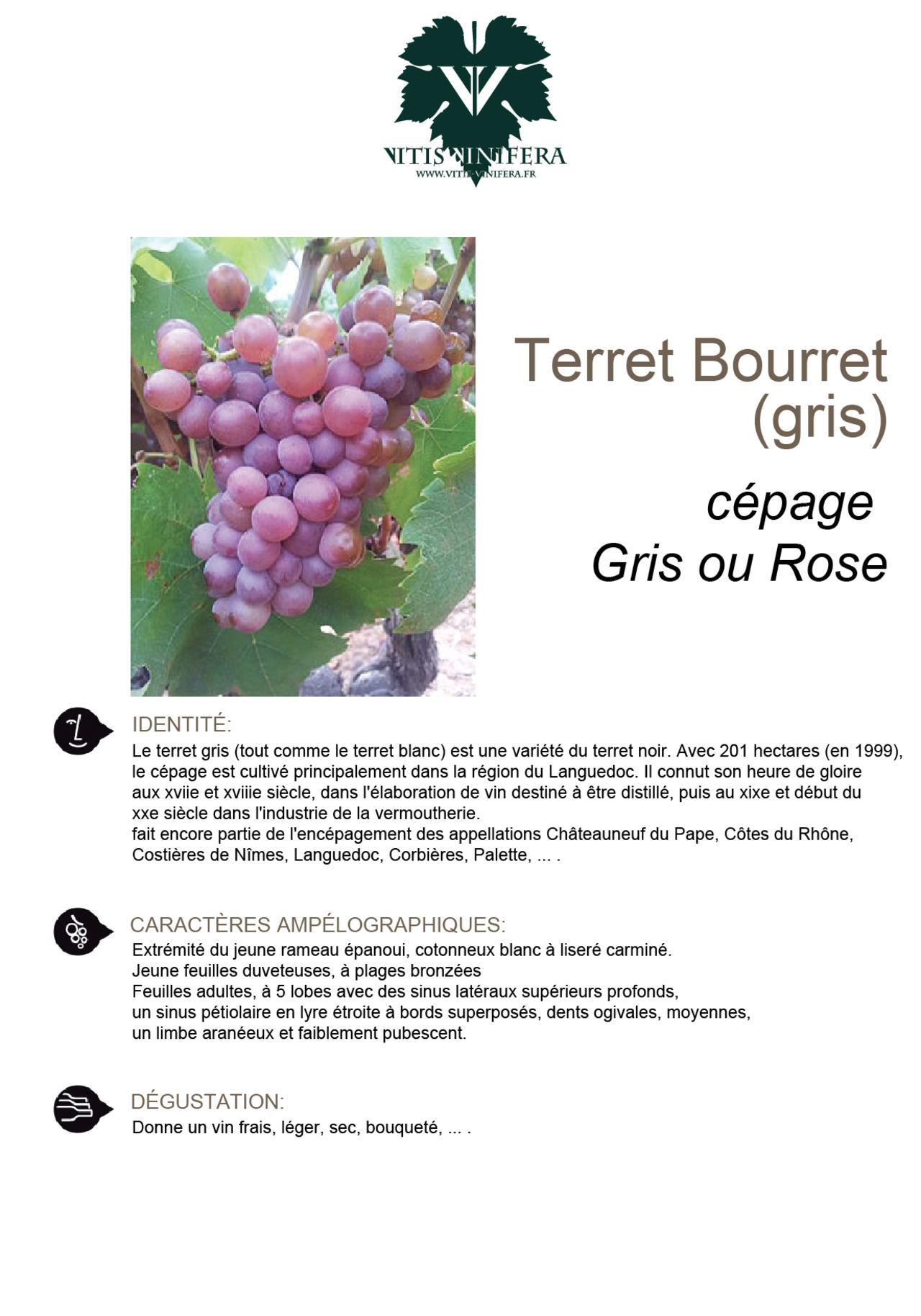 CÉPAGE - TERRET BOURRET