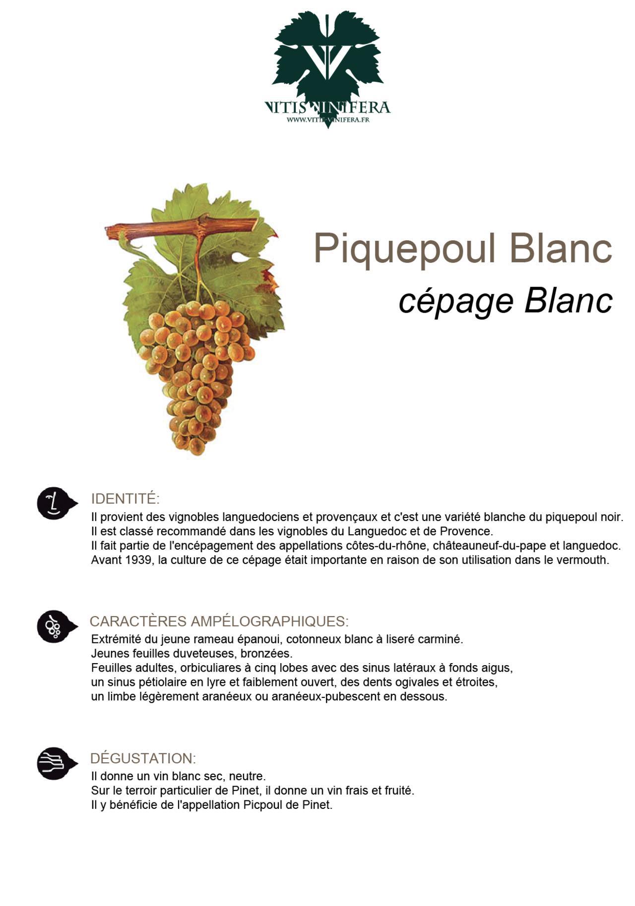 CÉPAGE - PIQUEPOUL BLC
