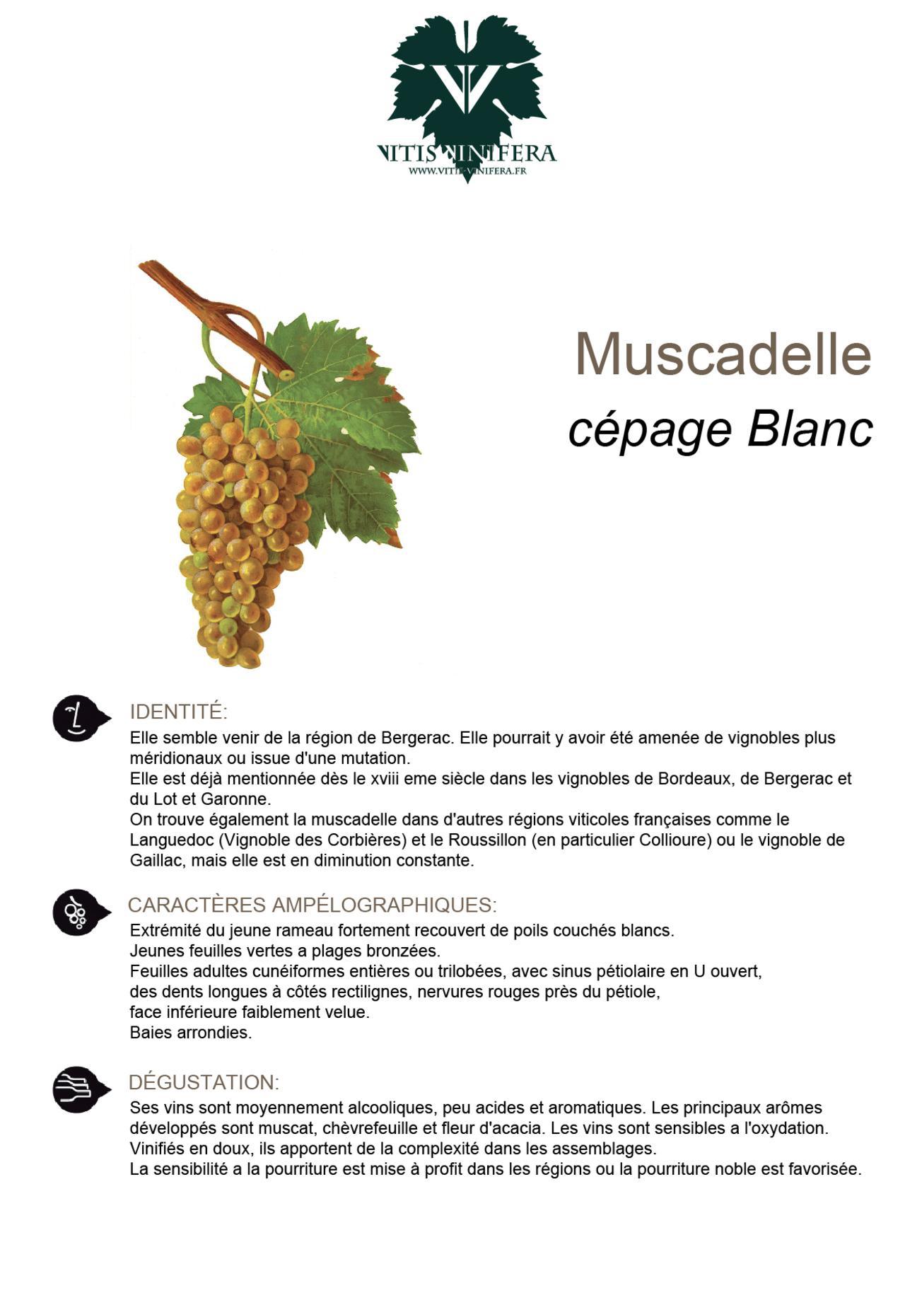 CÉPAGE - MUSCADELLE