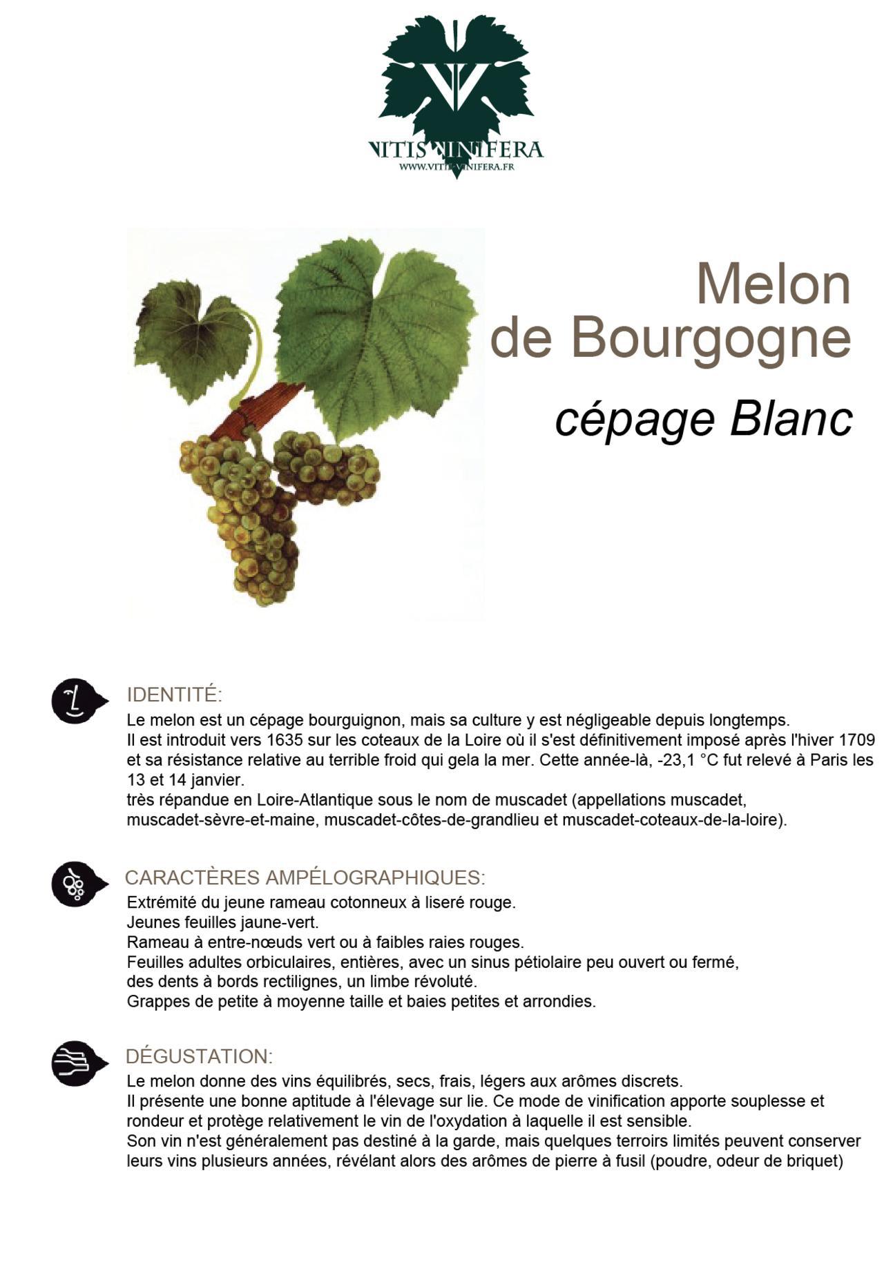 CÉPAGE - MELON